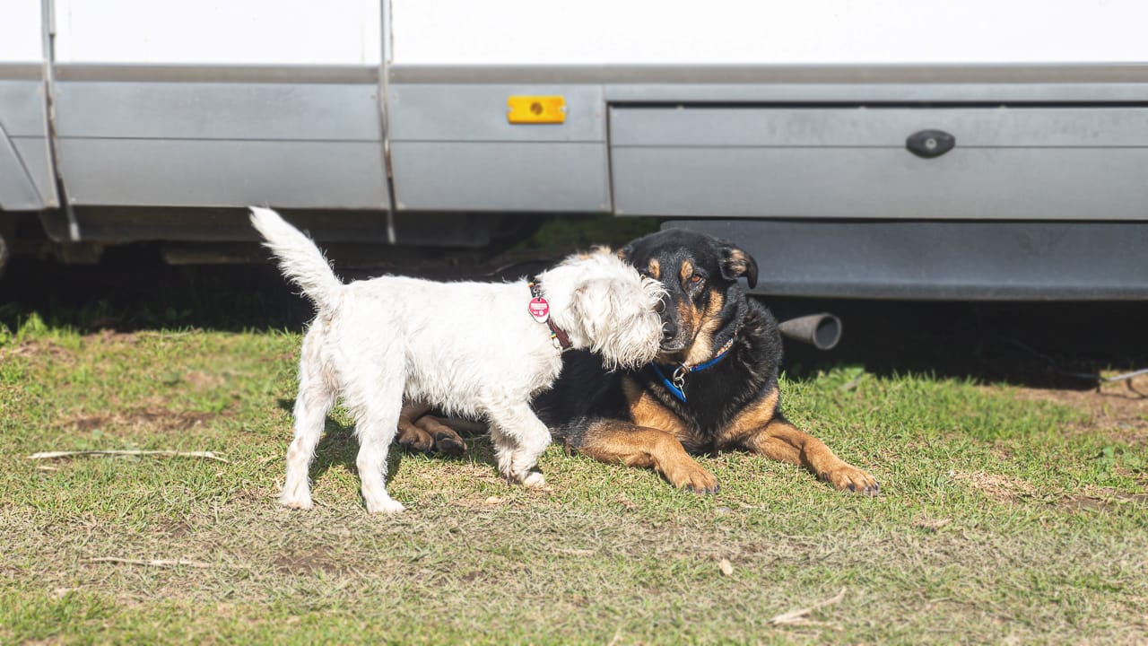 Köpek dostu kamp alanları - onları karakterize eden özellikler ve onları nerede bulabileceğiniz