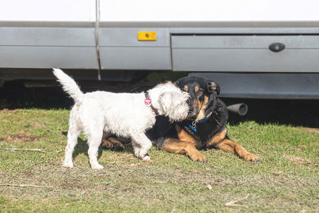 Köpek dostu kamp alanları - onları karakterize eden özellikler ve onları nerede bulabileceğiniz