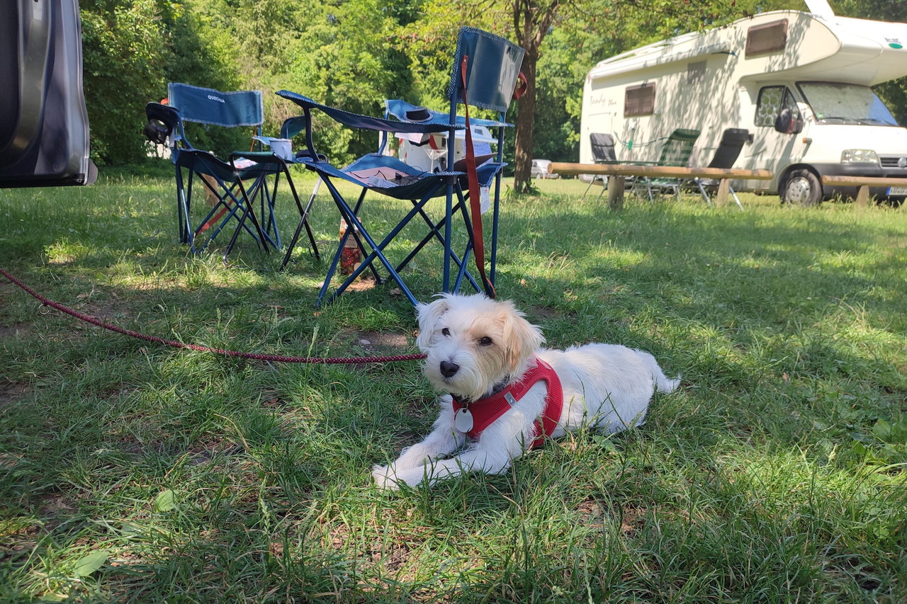 Köpekle Kamp: Almanya'nın En Köpek Dostu 3 Kamp Alanı